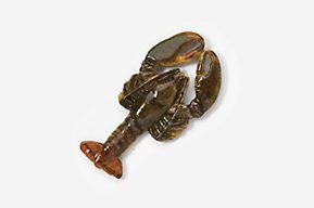 #530AP-L - Top View Live Lobster Hand Painted Pin