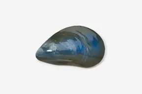 #543P - Mussel Hand Painted Pin