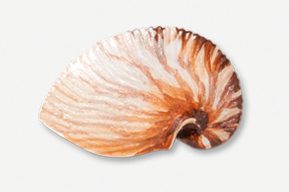 #549P - Nautilus Shell Hand Painted Pin