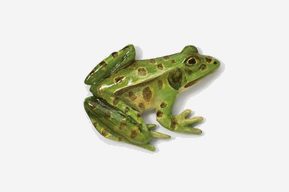 #590P - Frog Hand Painted Pin